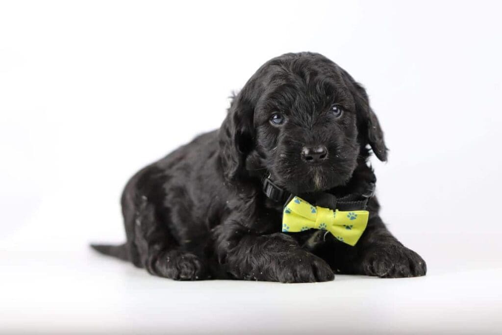 Labradoodle vinden