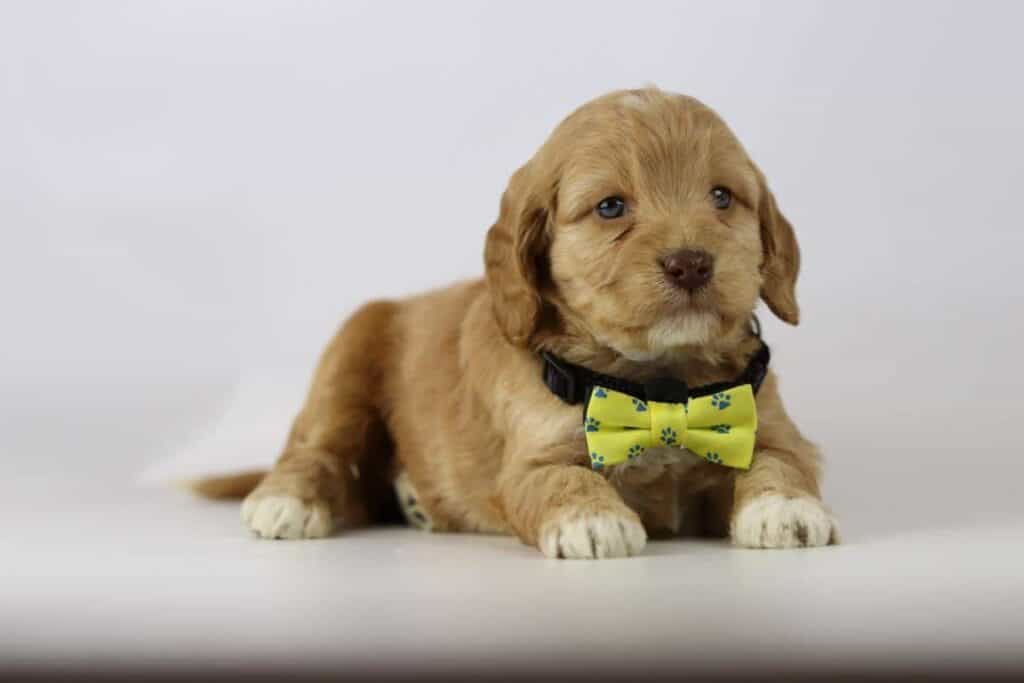 Labradoodle vinden