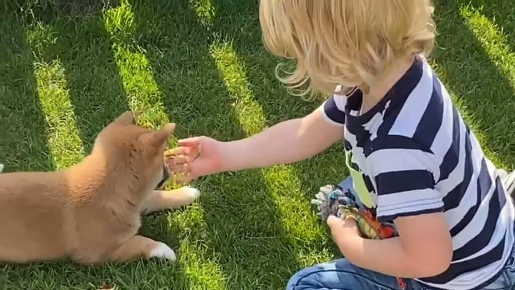 Shiba inu in an apartment