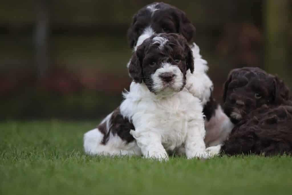 Schattige puppy's op gras bij woefkesranch in belgië.