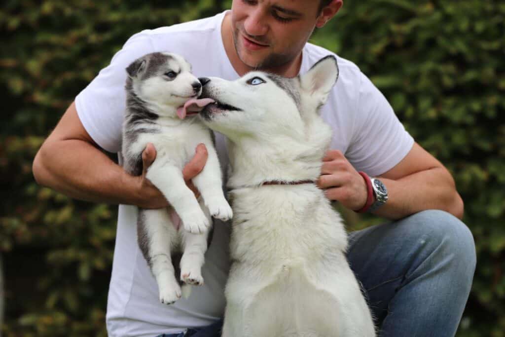 Chiots belges husky