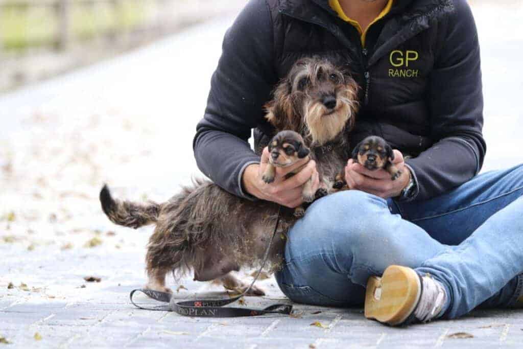 Chiots belges teckel