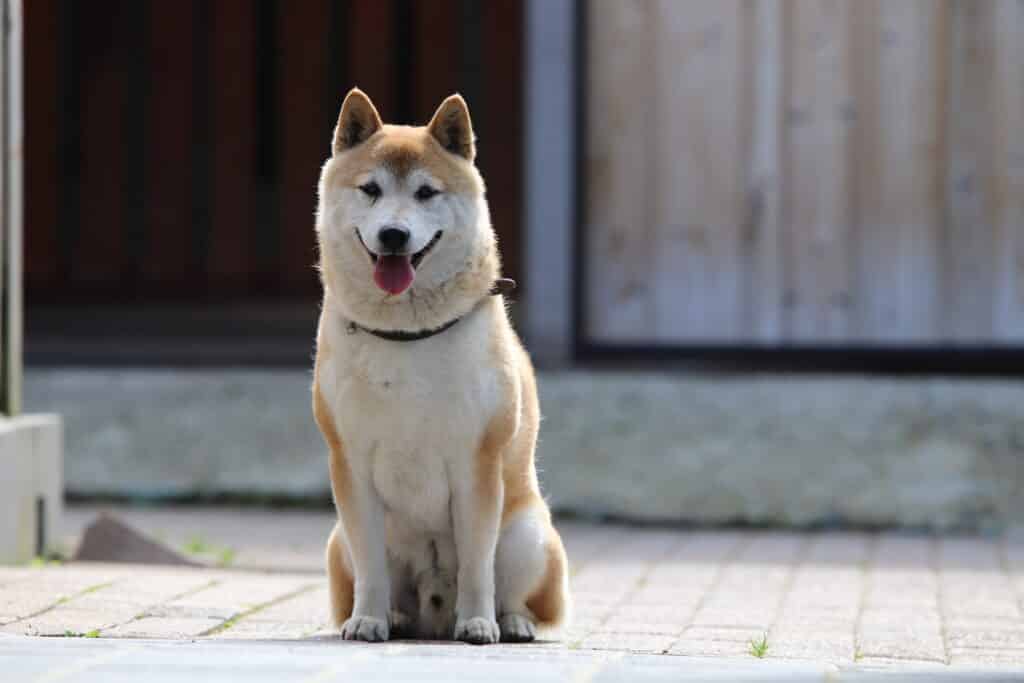 Shiba inu adulte