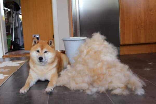 Shiba inu borsteladvies