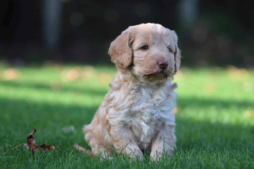 Labrador puppy zittend op gras met groene achtergrond.