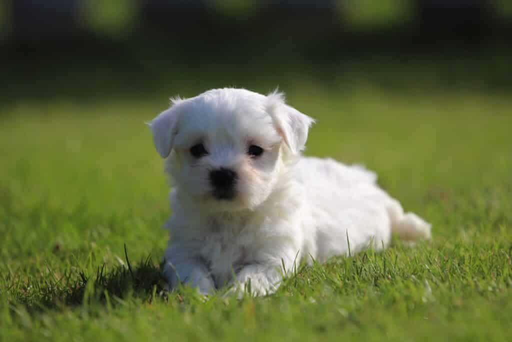 Kleine witte puppy ligt op groen gras in de zon.
