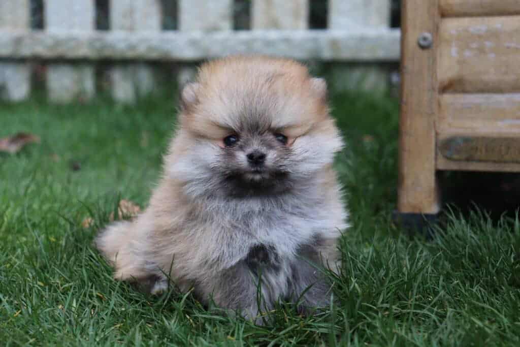 Kleine puppy op gras met houten schutting op achtergrond.