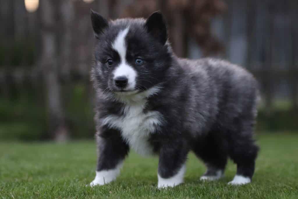 Schattige border collie puppy met blauwe ogen op gras.