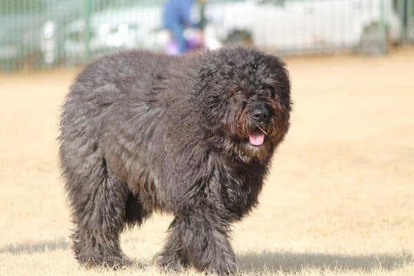 Bouvier de fandres