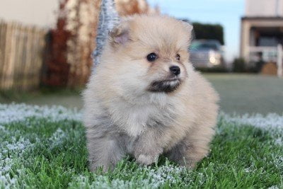 Passeport pour chiot
