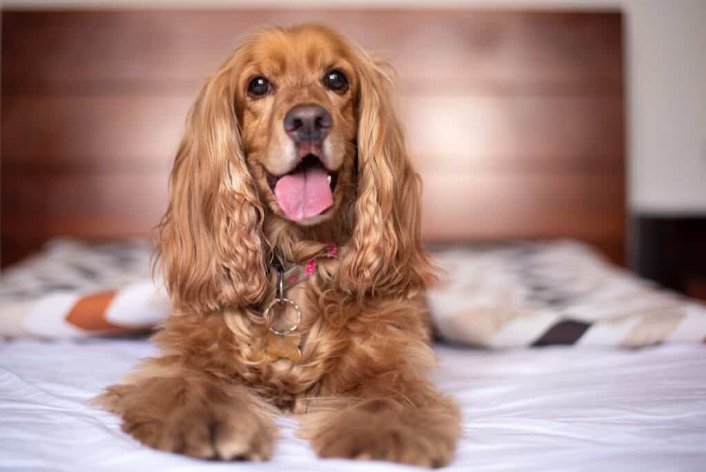 Price of english cocker spaniel