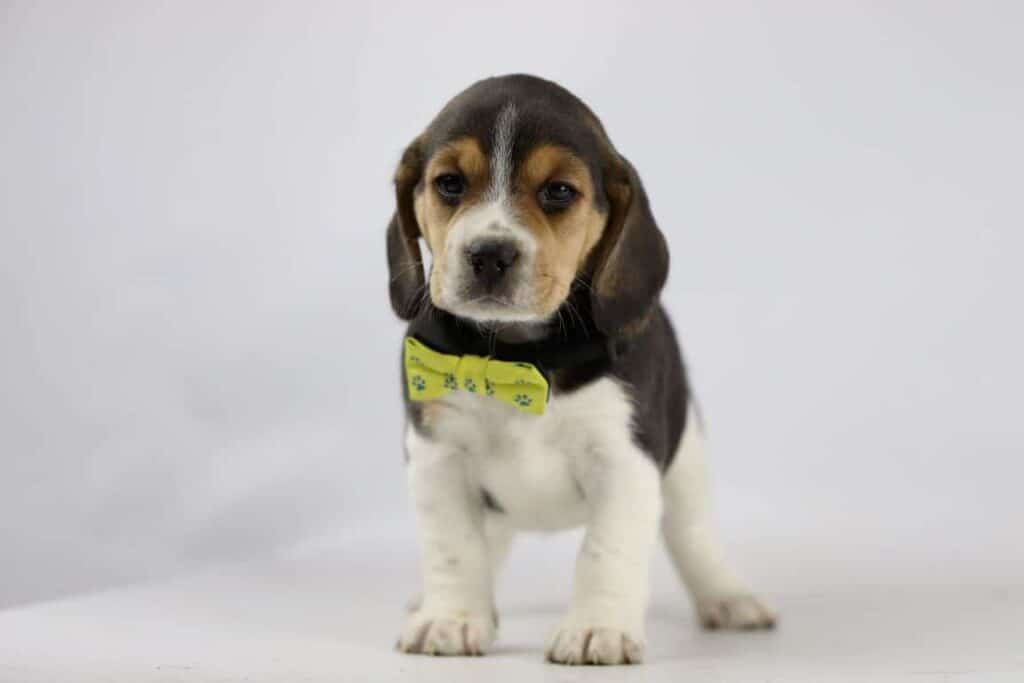 Leeftijd van een beagle