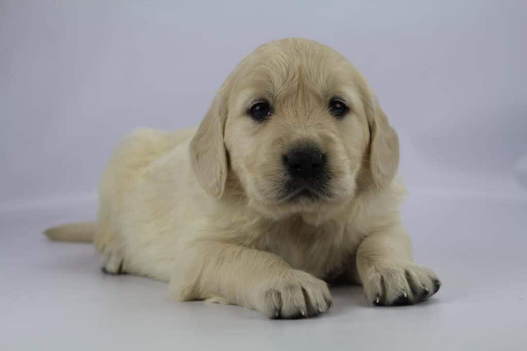 Golden retriever pups beschikbaar