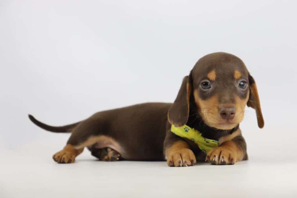 Belgian dachshund breeder