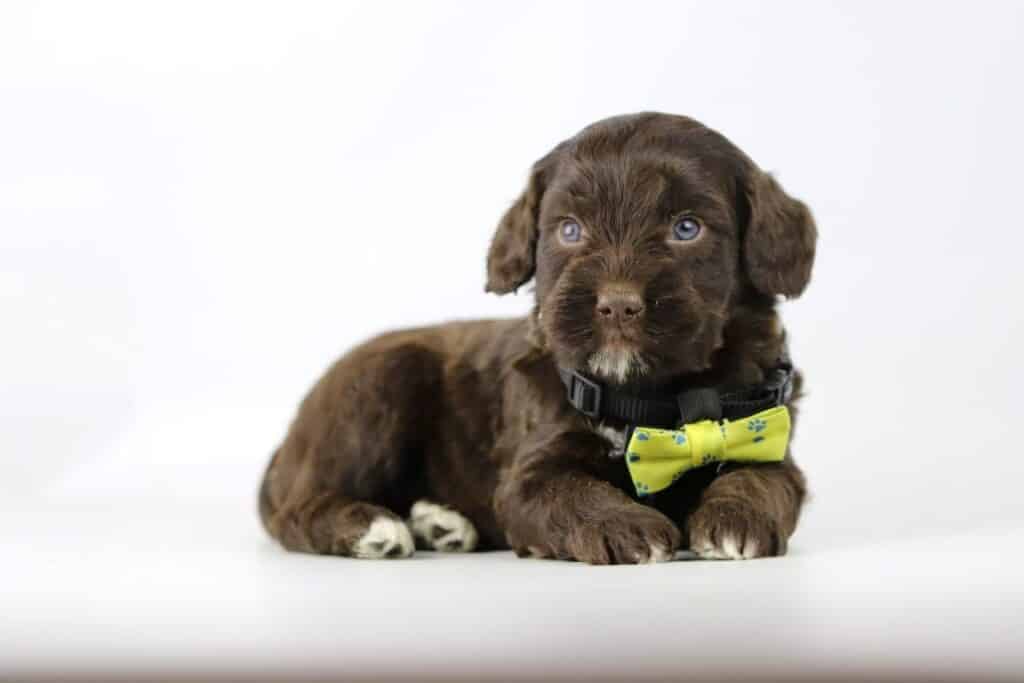 Labradoodle direct beschikbaar