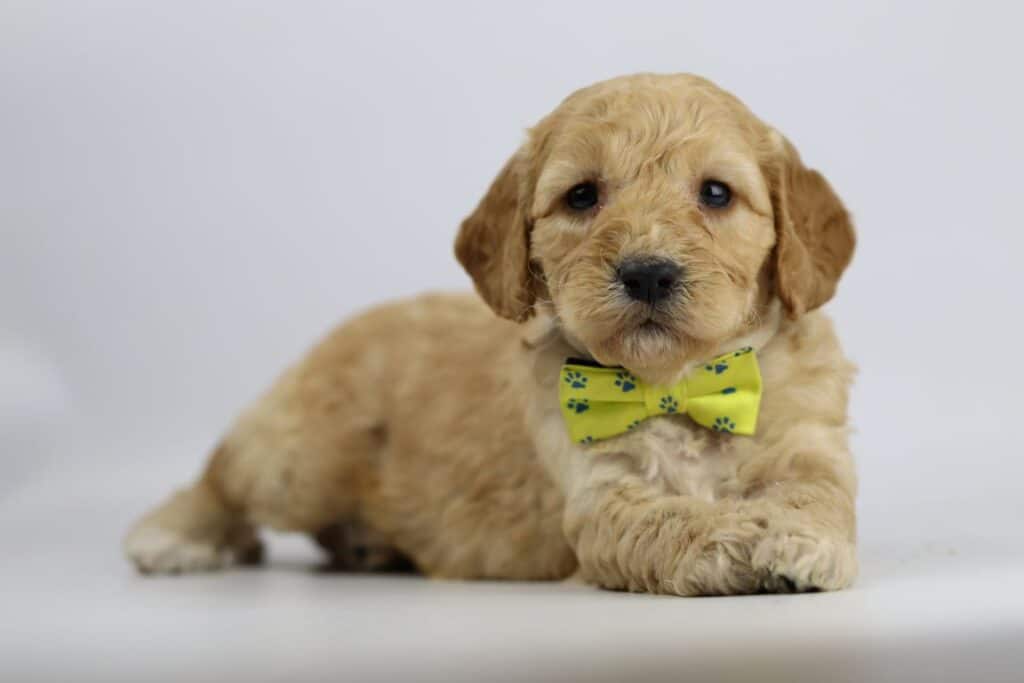 Labradoodle pups woefkesranch