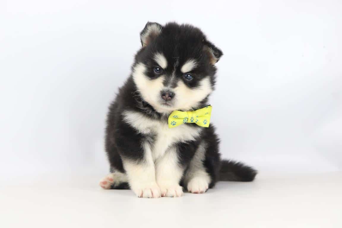 Pomsky