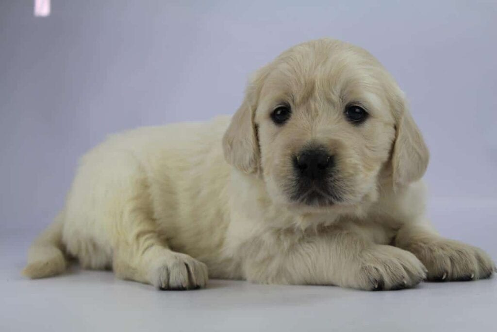 Golden retriever pups prijs