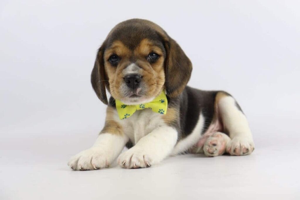 Beagle oefeningen