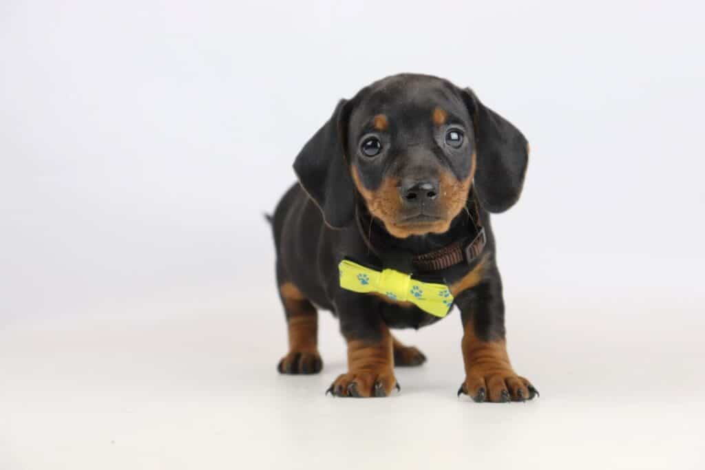 Buy dachshund puppy