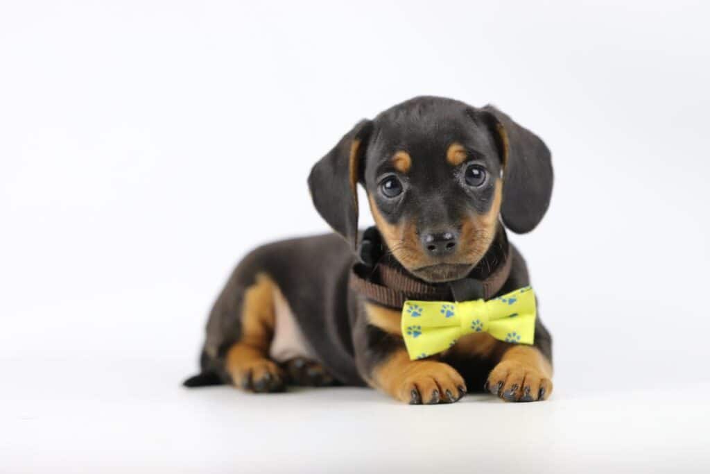 teckel pups België
