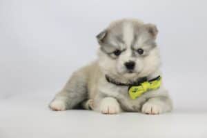 Pomsky prijsklasse