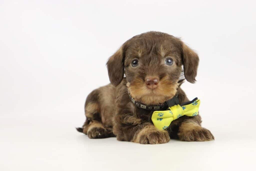 Buy dachshund puppies