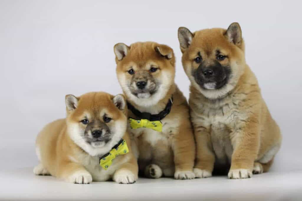 Shiba inu welpen