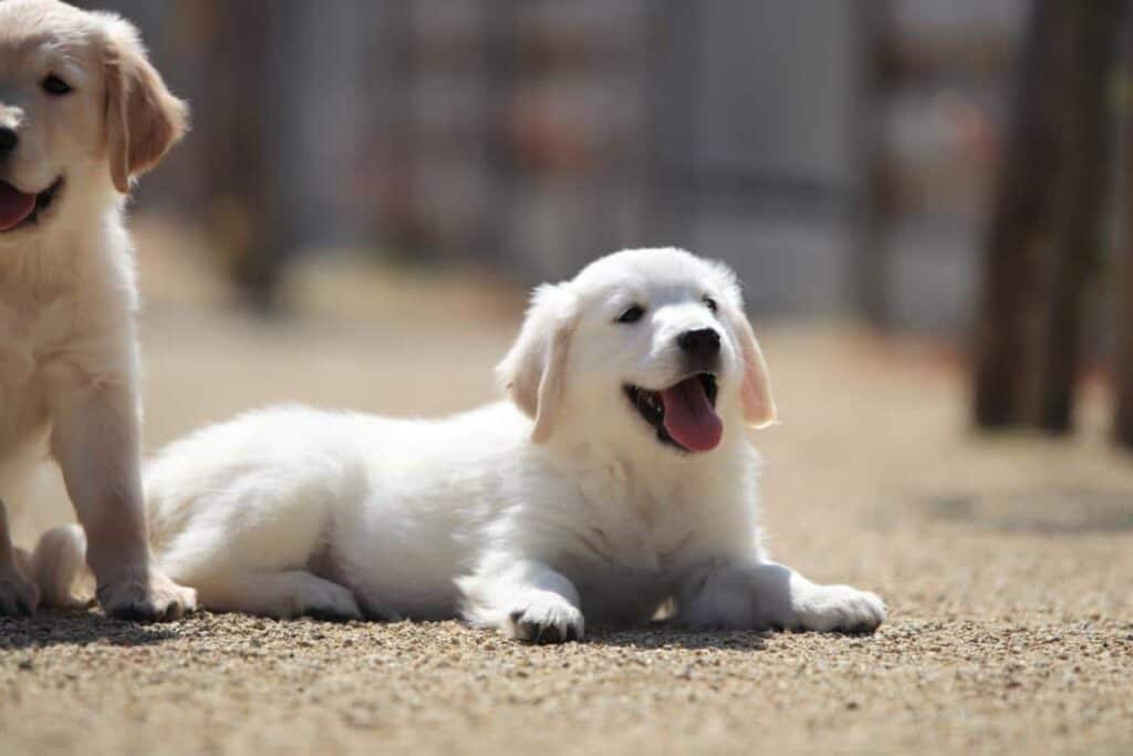 Golden retriever verzorging