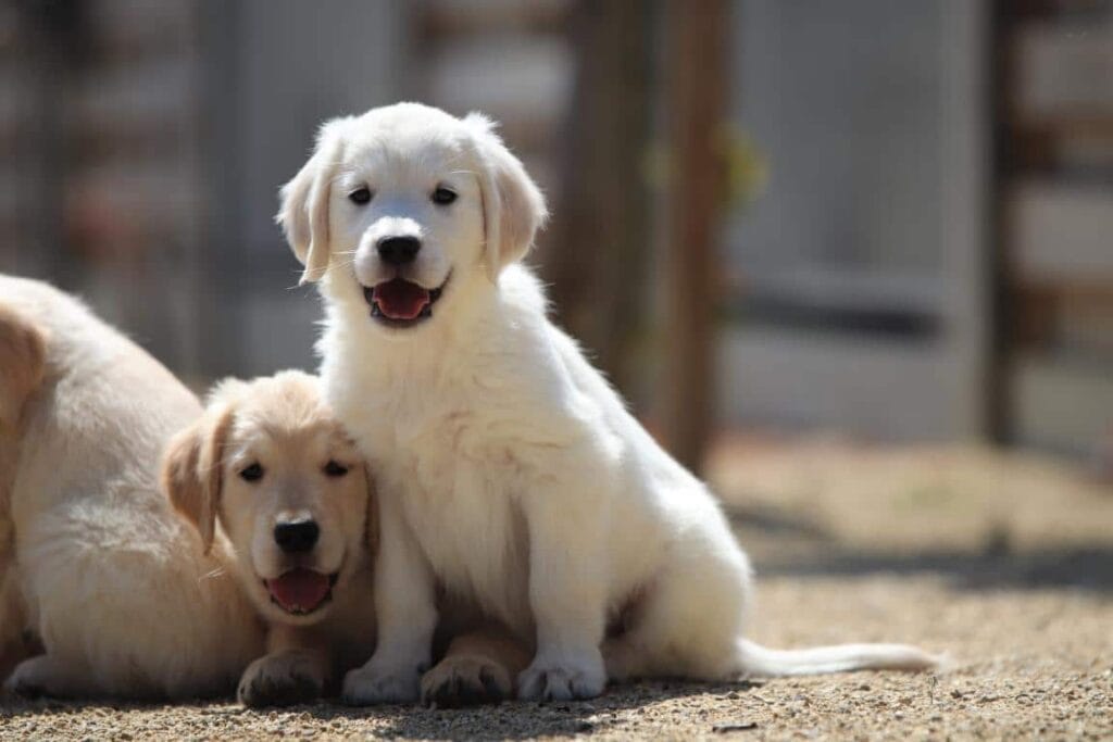 Golden retriever fokkers belgië