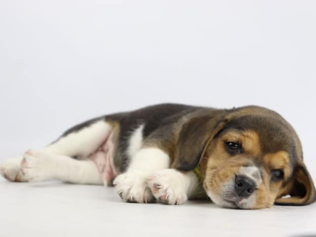 Beagle activiteiten