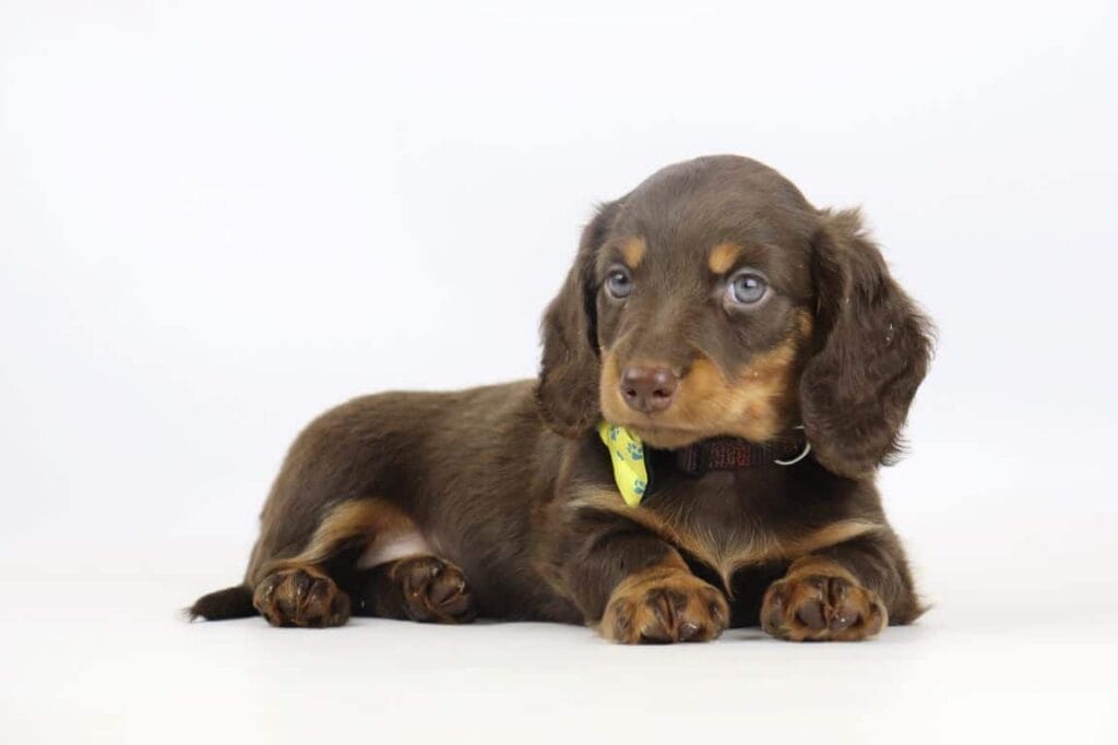 Schattige dwergteckel puppy met blauwe ogen op witte achtergrond.