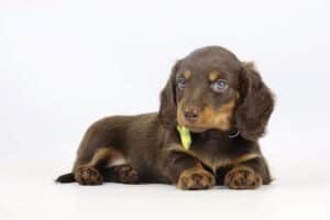 Schattige dwergteckel puppy met blauwe ogen op witte achtergrond.