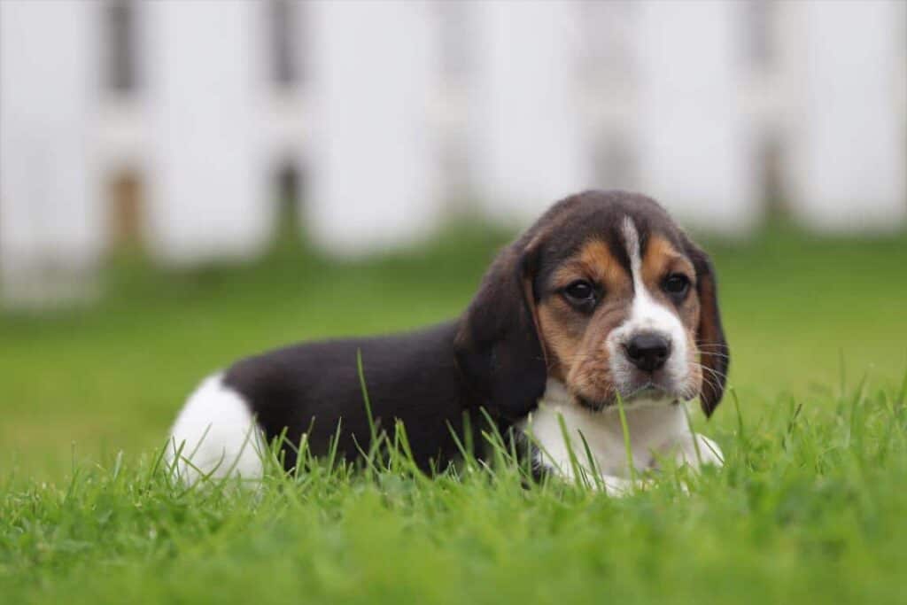 Beagle hondenspeelkameraad
