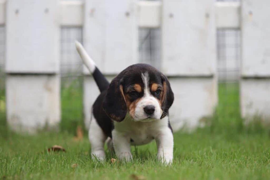 Beagle in huis