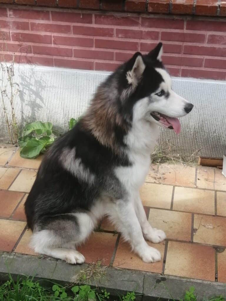 Schattige siberische husky puppy zit buiten op tegels.