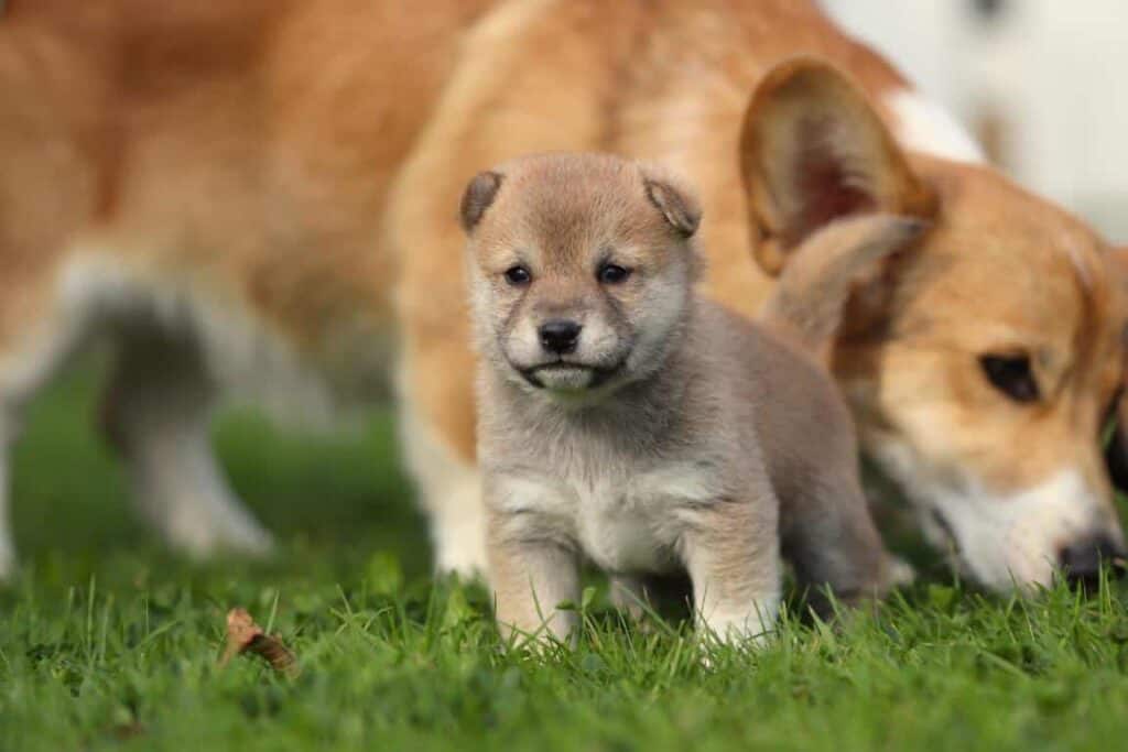 Schattige puppy met honden op groene grasweide.