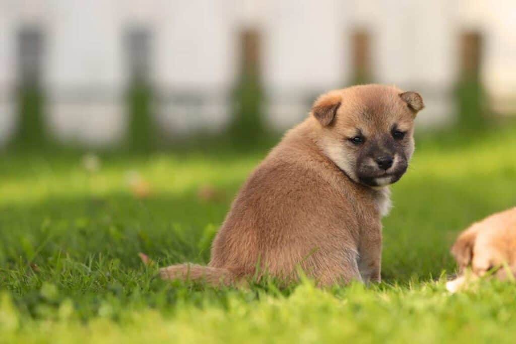 Kleine puppy zit op gras bij woefkesranch, schattig en speels.