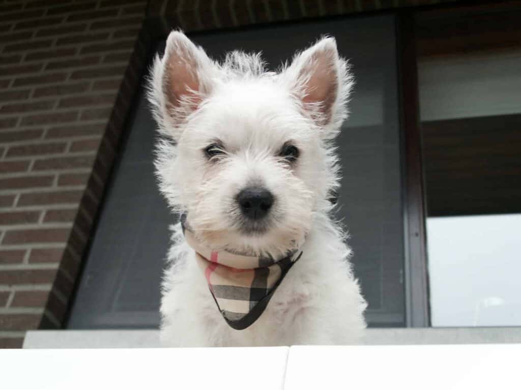 West highland white terrier puppies for sale: quality and care at a top breeder 3