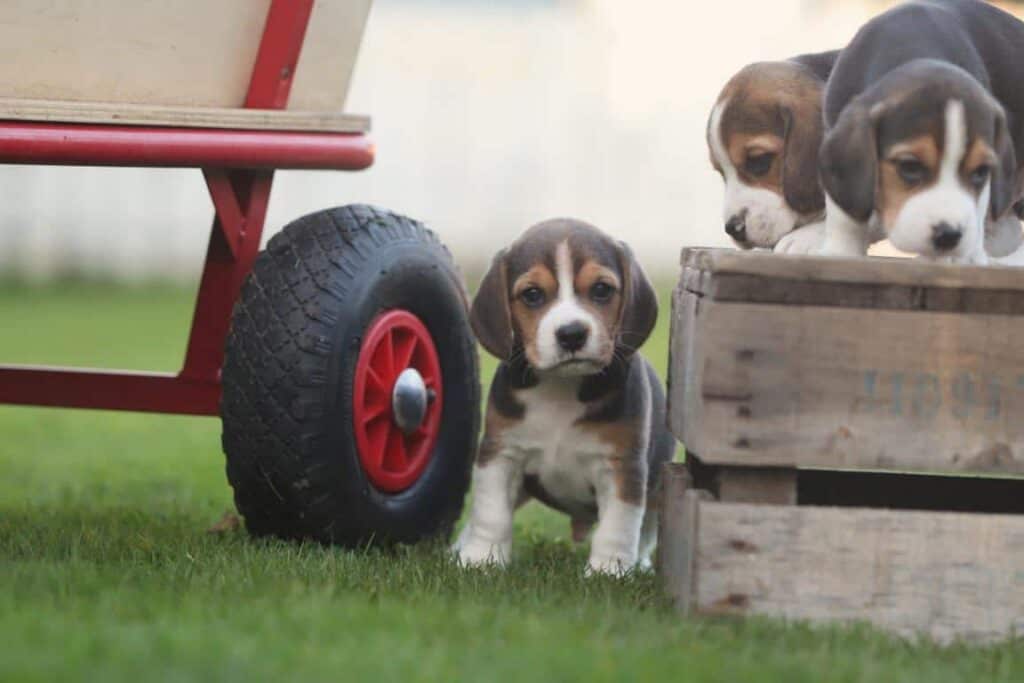 Beagle verzorging