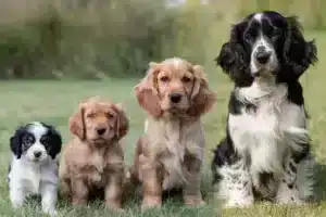 engelse cocker spaniel pup tot volwassen