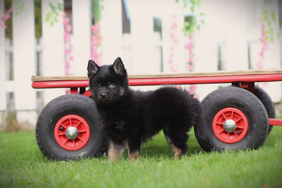 Pomsky pup te koop
