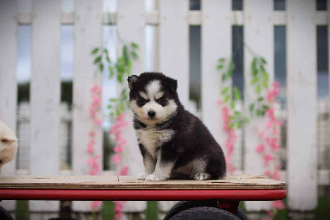Schattige pomsky-puppy op een houten skateboard voor de verkoop.
