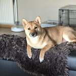 Schattige shiba inu hond bo rust op bank in huis.