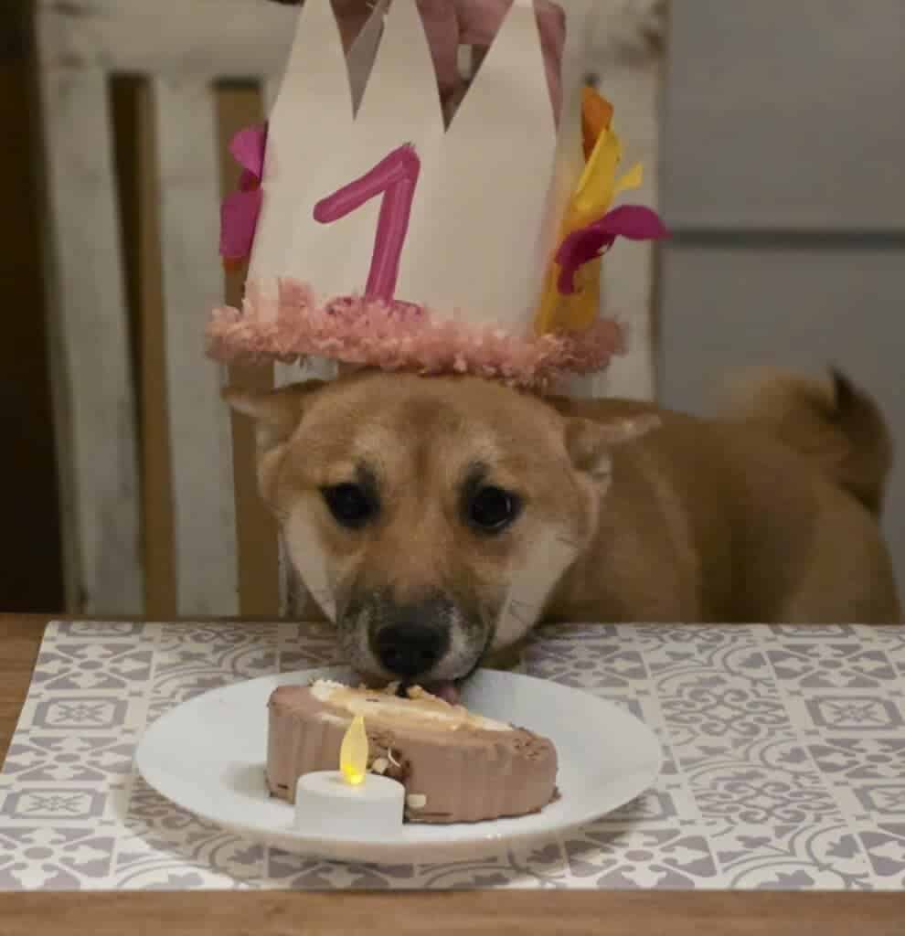 Shiba inu met feesthoedje en taart voor eerste verjaardag.