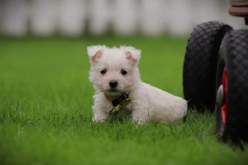 West highland white terrier pups