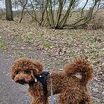 Poedel op wandeling in de natuur bij woefkesranch.