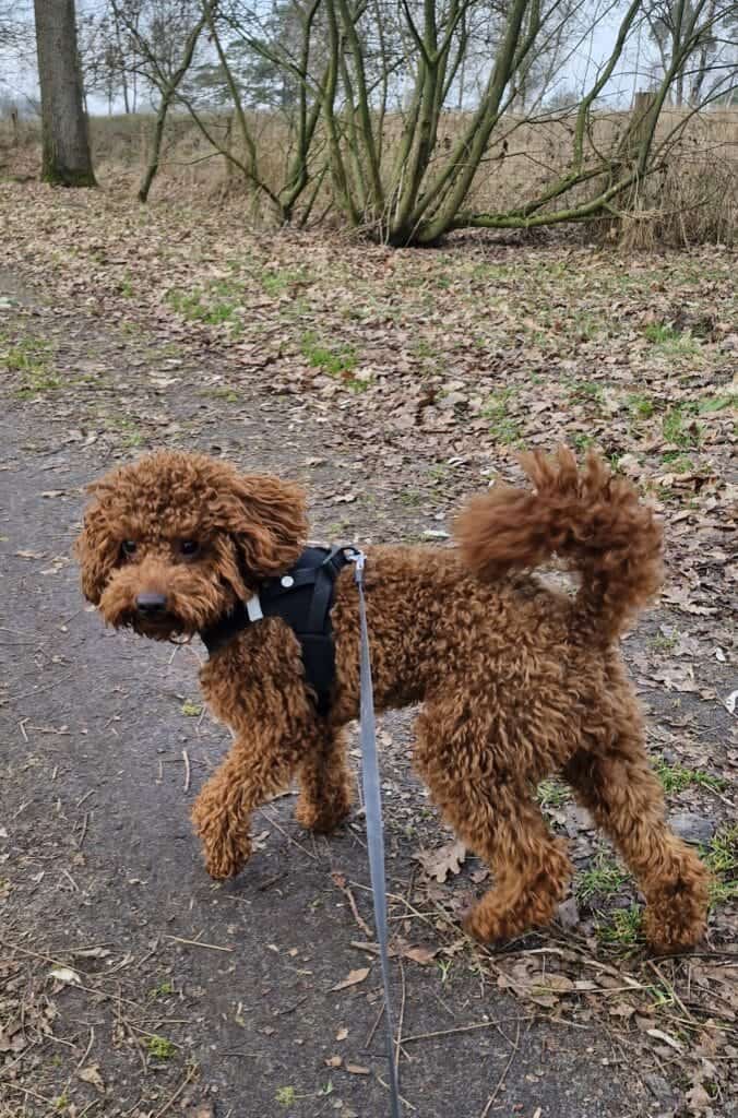 Poedel op wandeling in de natuur bij woefkesranch.