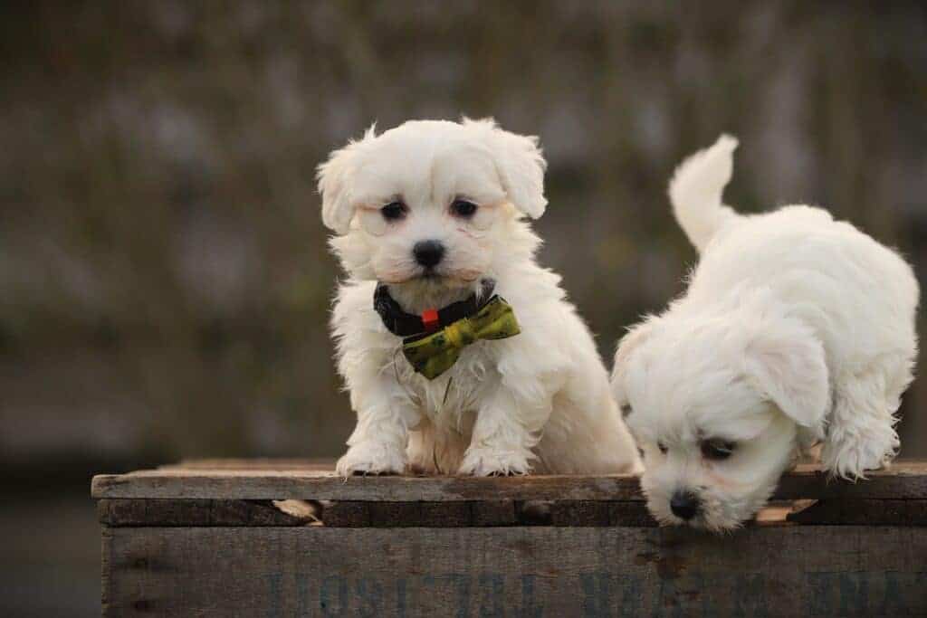 Twee schattige puppy's op Woefkesranch in België.