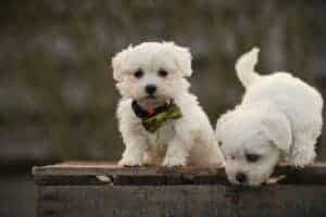 Twee schattige puppy's op Woefkesranch in België.